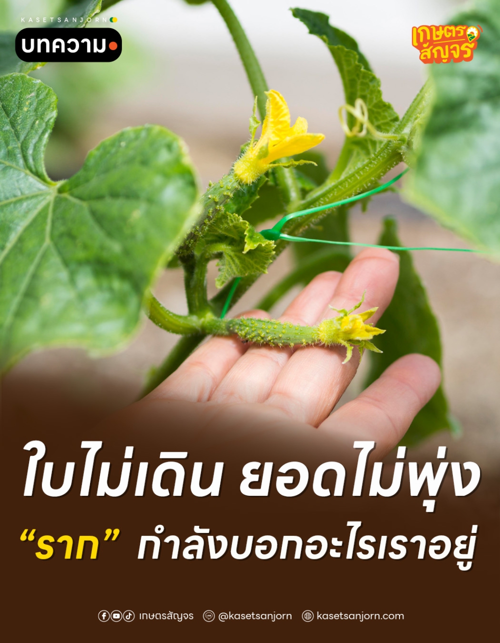 ใบไม่เดิน ยอดไม่พุ่ง รากกำลังบอกอะไรเราอยู่