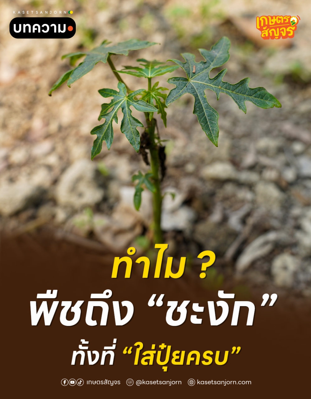 ทำไมพืชถึง “ชะงัก” ทั้งที่ใส่ปุ๋ยครบ