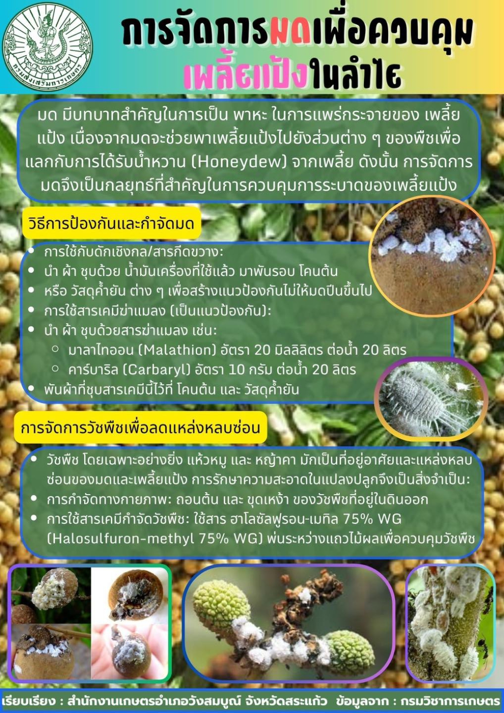 การจัดการมดเพื่อควบคุมเพลี้ยแป้งในลำไย