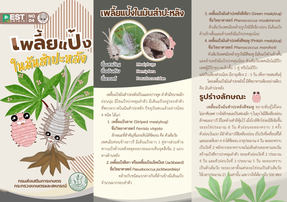 เพลี้ยแป้งในมันสำปะหลัง