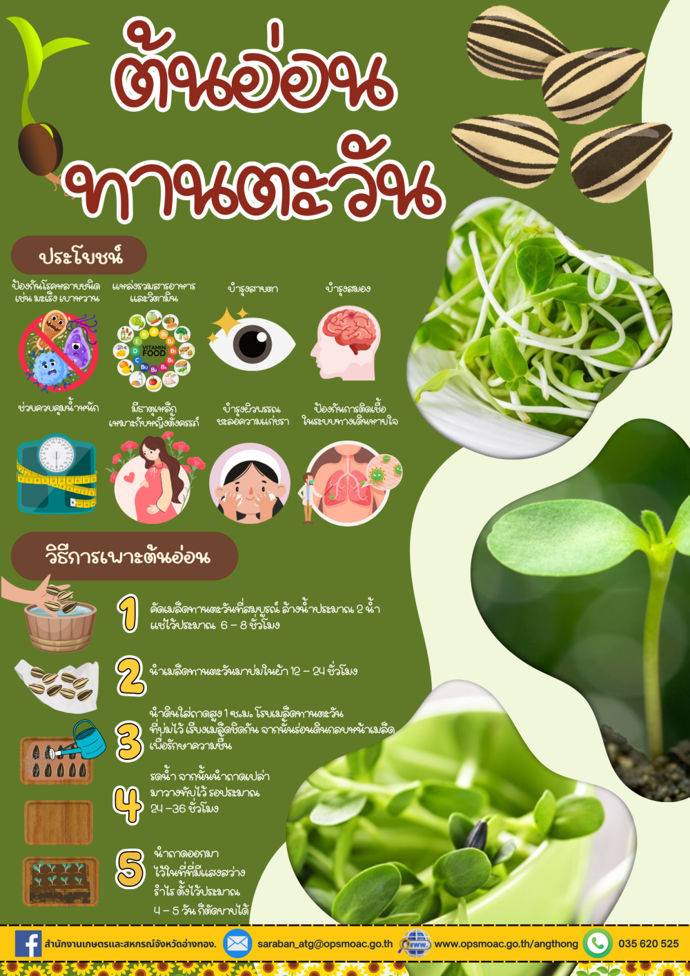 ต้นอ่อนทานตะวัน