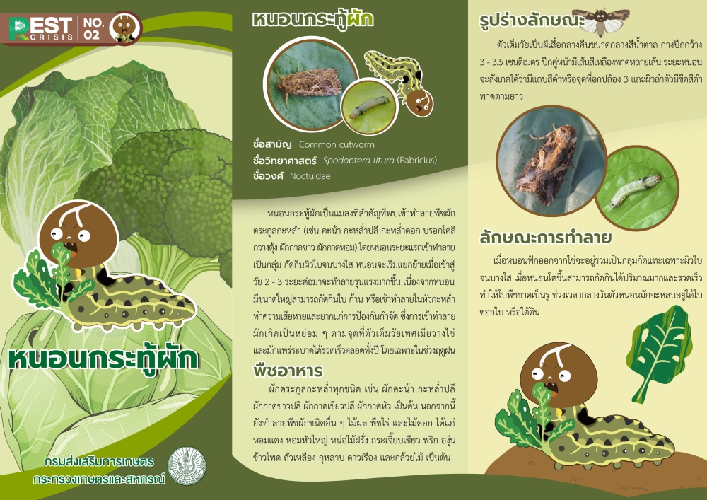 หนอนกระทู้ผัก (แผ่นพับ)