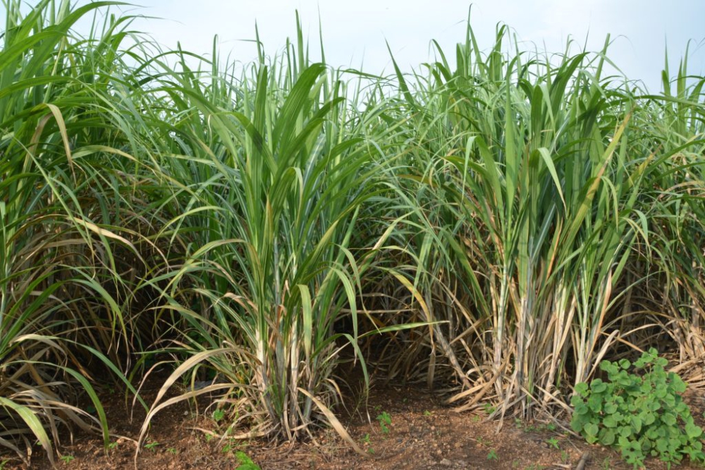 ปลูกอ้อยคั้นน้ำ1กอทำรายได้6,000บาทโมเดลส่งเสริมอาชีพในชุมชนของเกษตรกรรุ่นใหม่