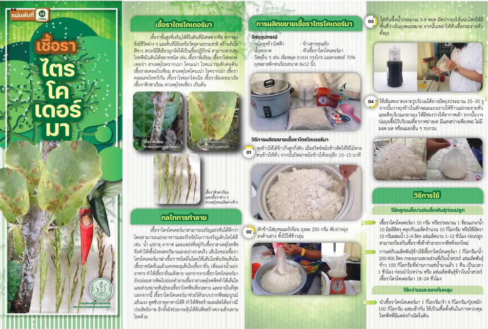 เชื้อรา ไตรโคเดอร์มา