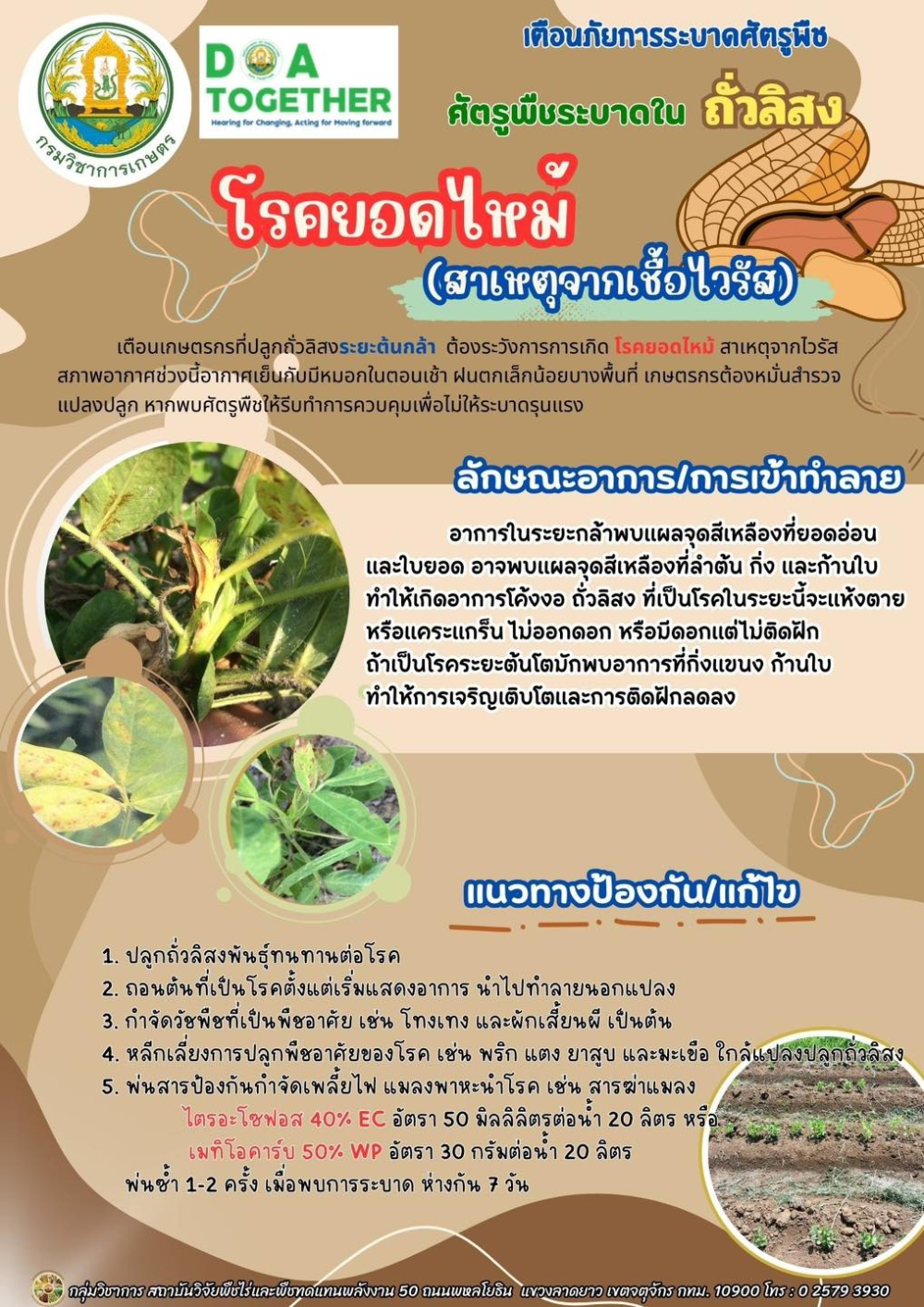 ระวังยอดไหม้ในถั่วลิสง