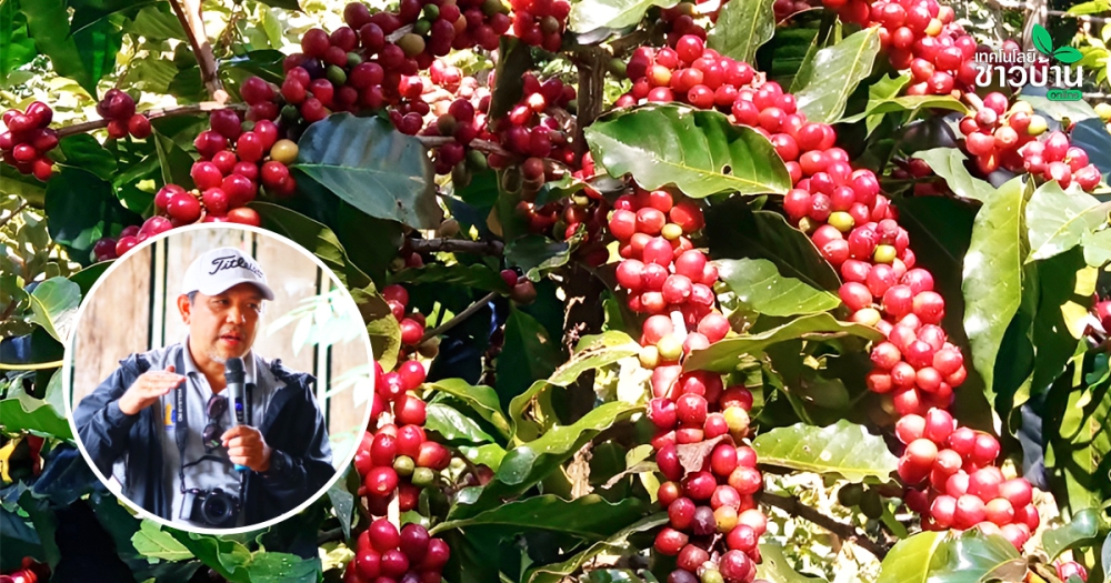 ราคากาแฟพุ่งเป็นประวัติการณ์