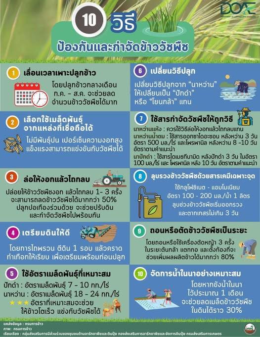 10 วิธี ป้องกันและกำจัดข้าววัชพืช