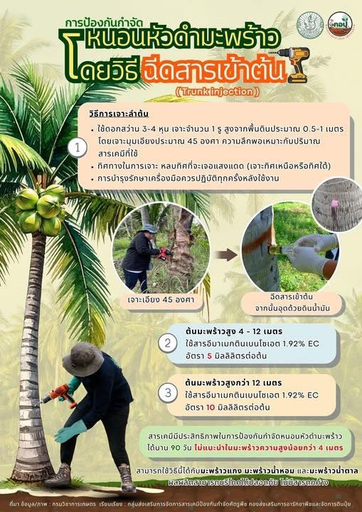 การป้องกันกำจัดหนอนหัวดำมะพร้าว