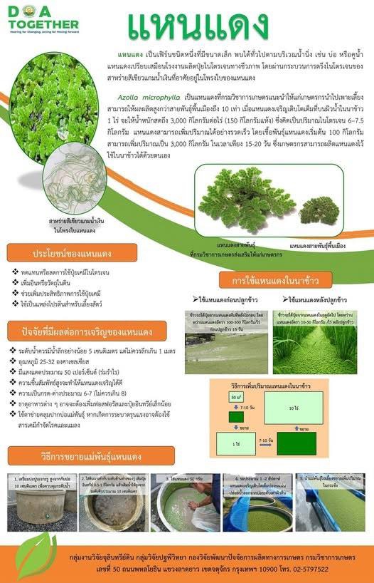 #แหนแดงพืชน้ำมหัศจรรย์โรงงำนผลิตปุ๋ยไนโตรเจนทางชีวภาพ