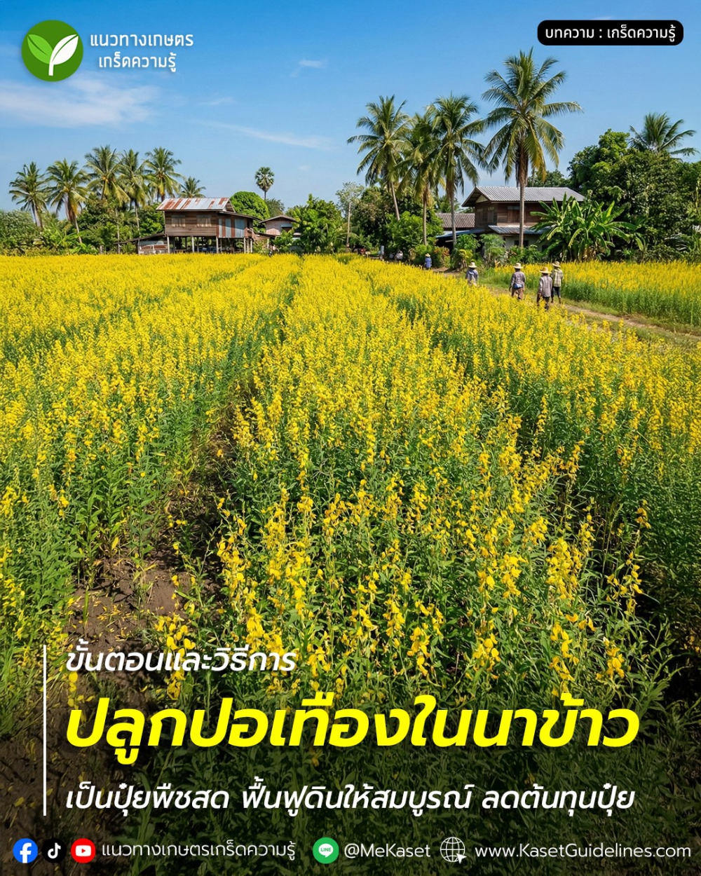 ปลูกปอเทืองในนาข้าว