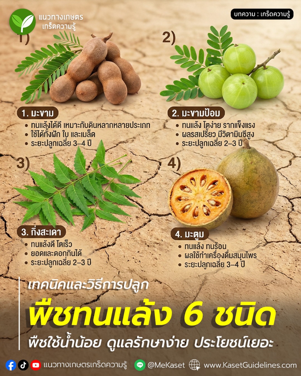ปลูกพืชทนแล้ง6ชนิดพืชใช้น้ำน้อยดูแลรักษาง่าย