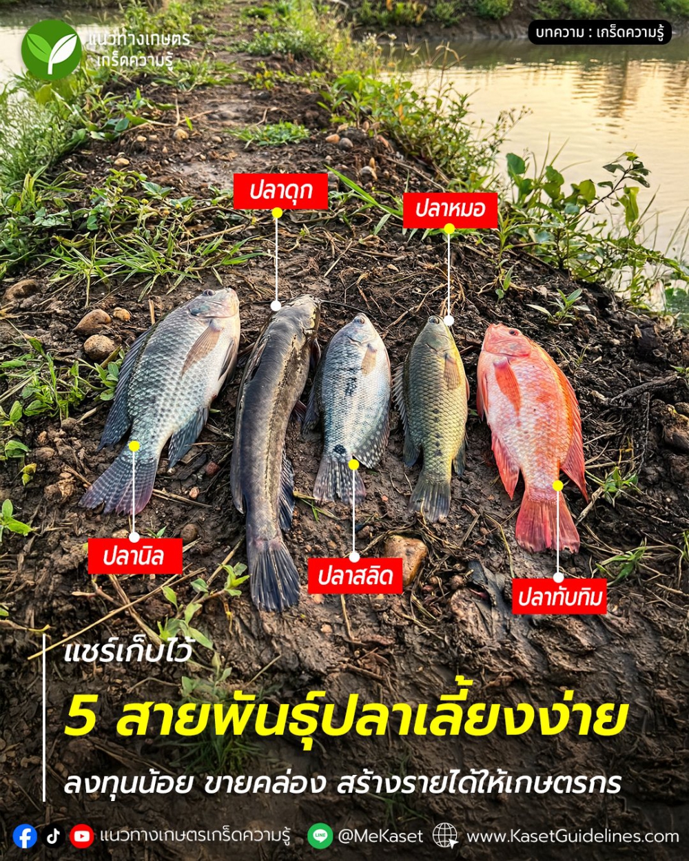 5สายพันธุ์ปลาเลี้ยงง่าย