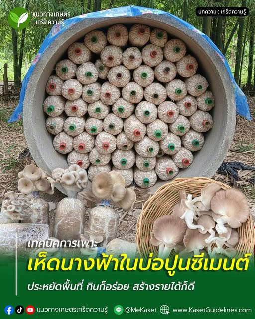 เทคนิคเพาะเห็ดนางฟ้าในบ่อปูนซีเมนต์
