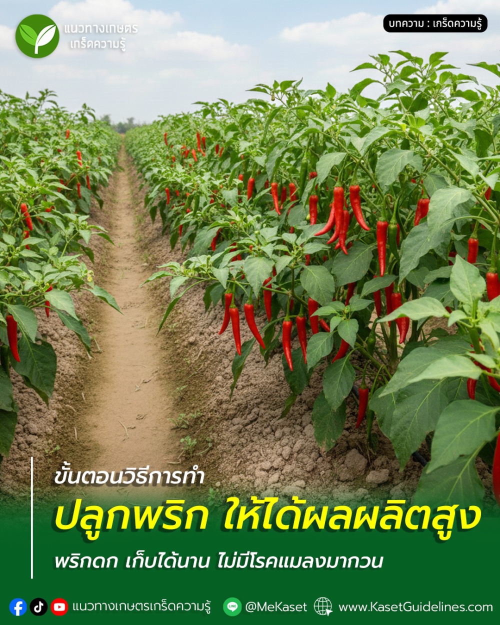 วิธีปลูกพริกให้ได้ผลผลิตสูง