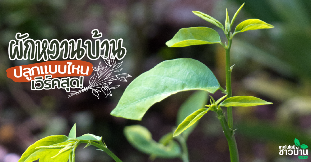 การขยายพันธุ์ผักหวานบ้านทำได้กี่วิธี