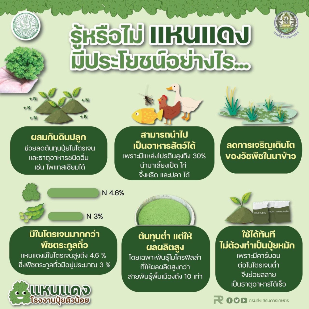 แหนแดงพืชมหัศจรรย์ ทางเลือกเกษตรครบวงจร