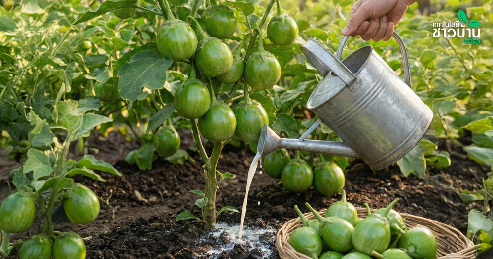ปลูกมะเขือเปราะใช้เทคนิค“รดด้วยนมสด”