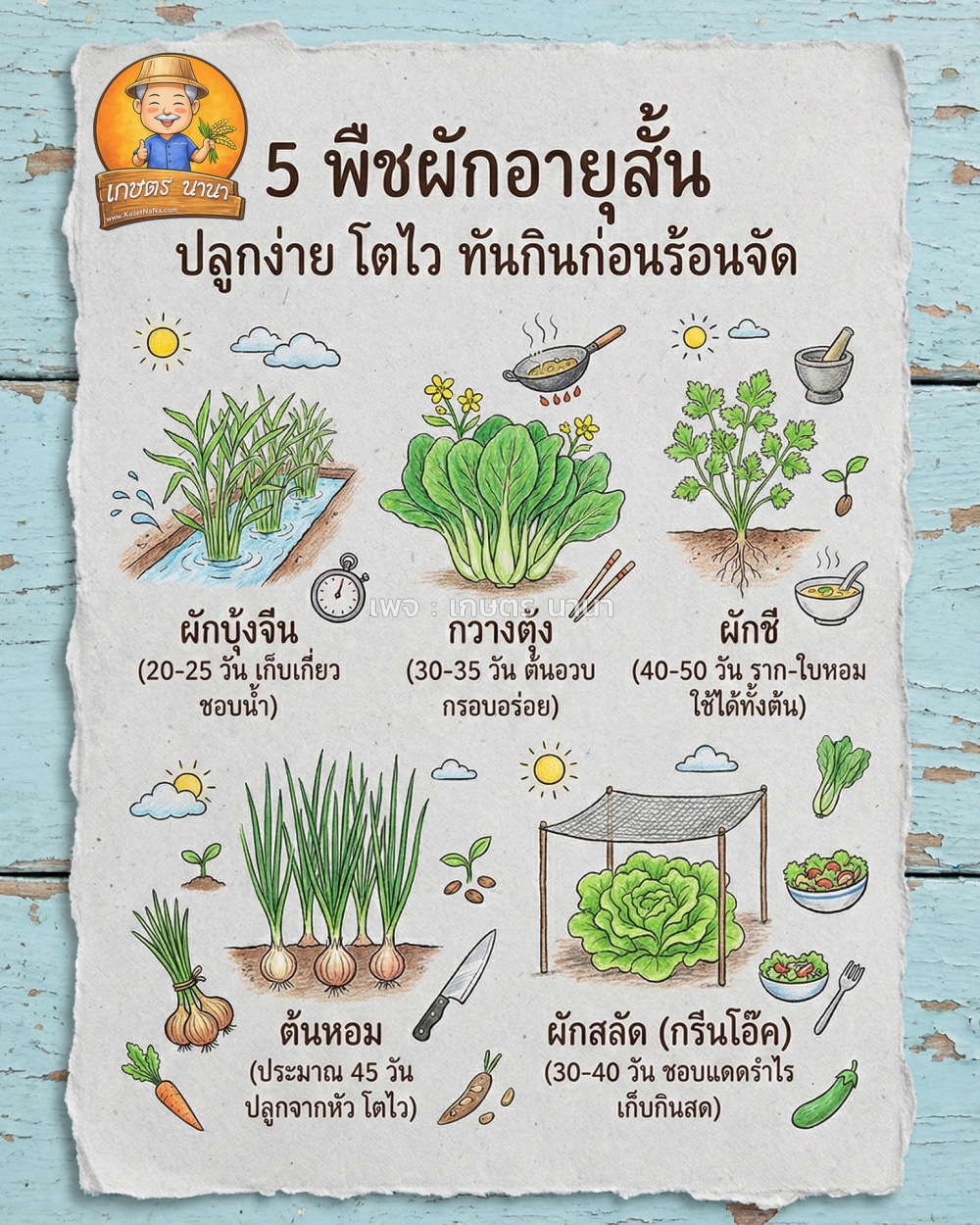 5 พืชผักอายุสั้น ปลูกง่าย โตไว ทันกินก่อนร้อนจัด