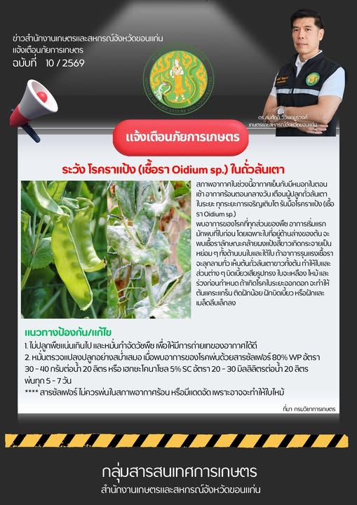 แจ้งเกษตรกรระวังราแป้งในถั่วลันเตา
