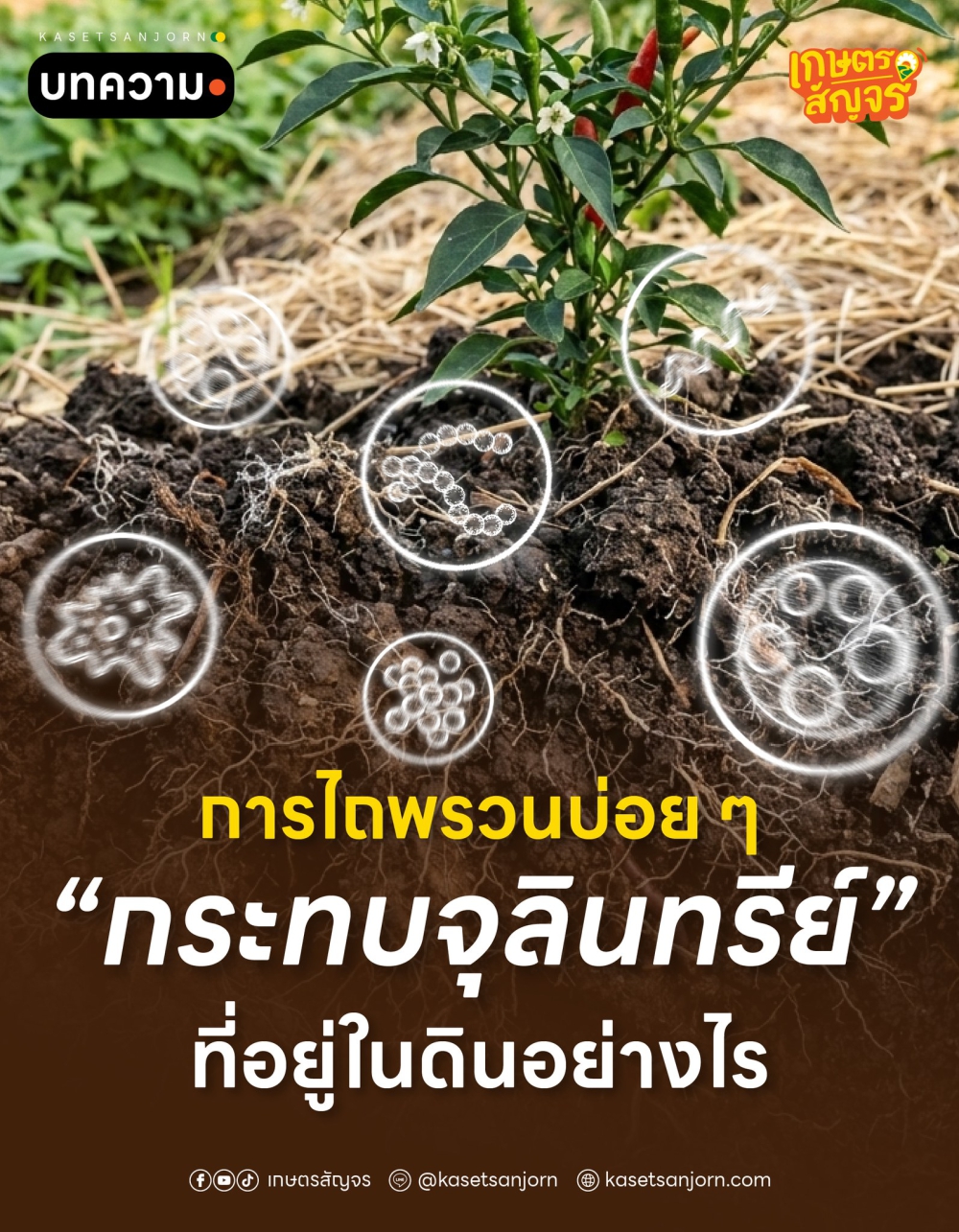 การไถพรวนบ่อย ๆ กระทบจุลินทรีย์ในดินอย่างไร