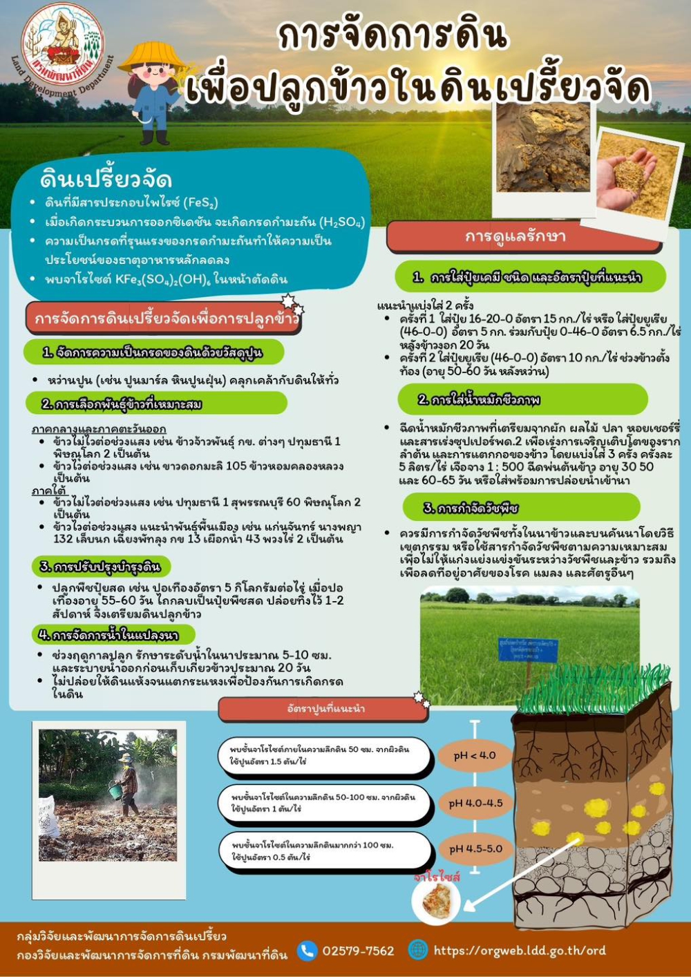 การจัดการดินเพื่อปลูกข้าวในดินเปรี้ยวจัด
