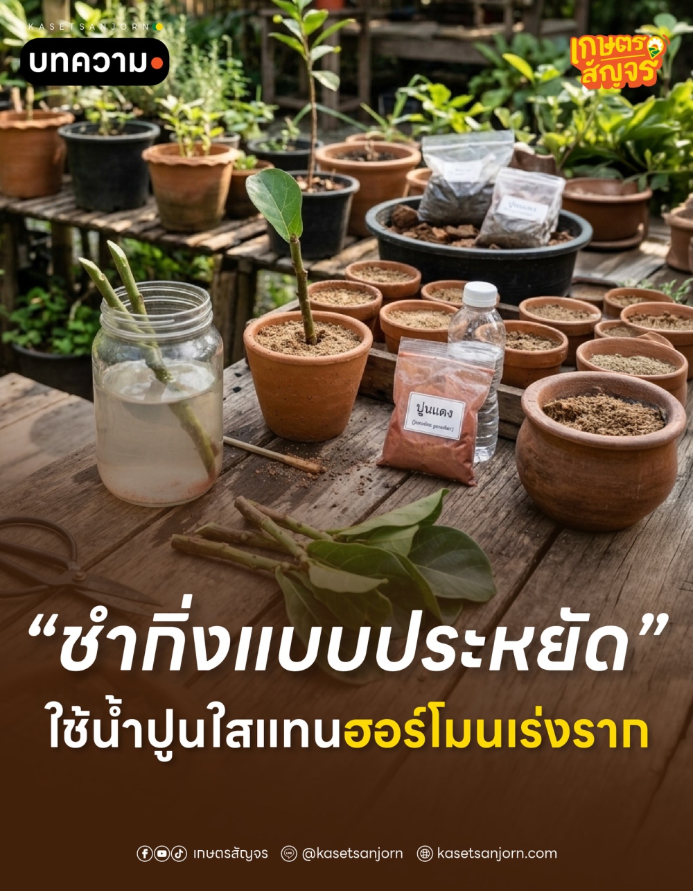 ชำกิ่งแบบประหยัด ใช้น้ำปูนใสแทนฮอร์โมนเร่งราก