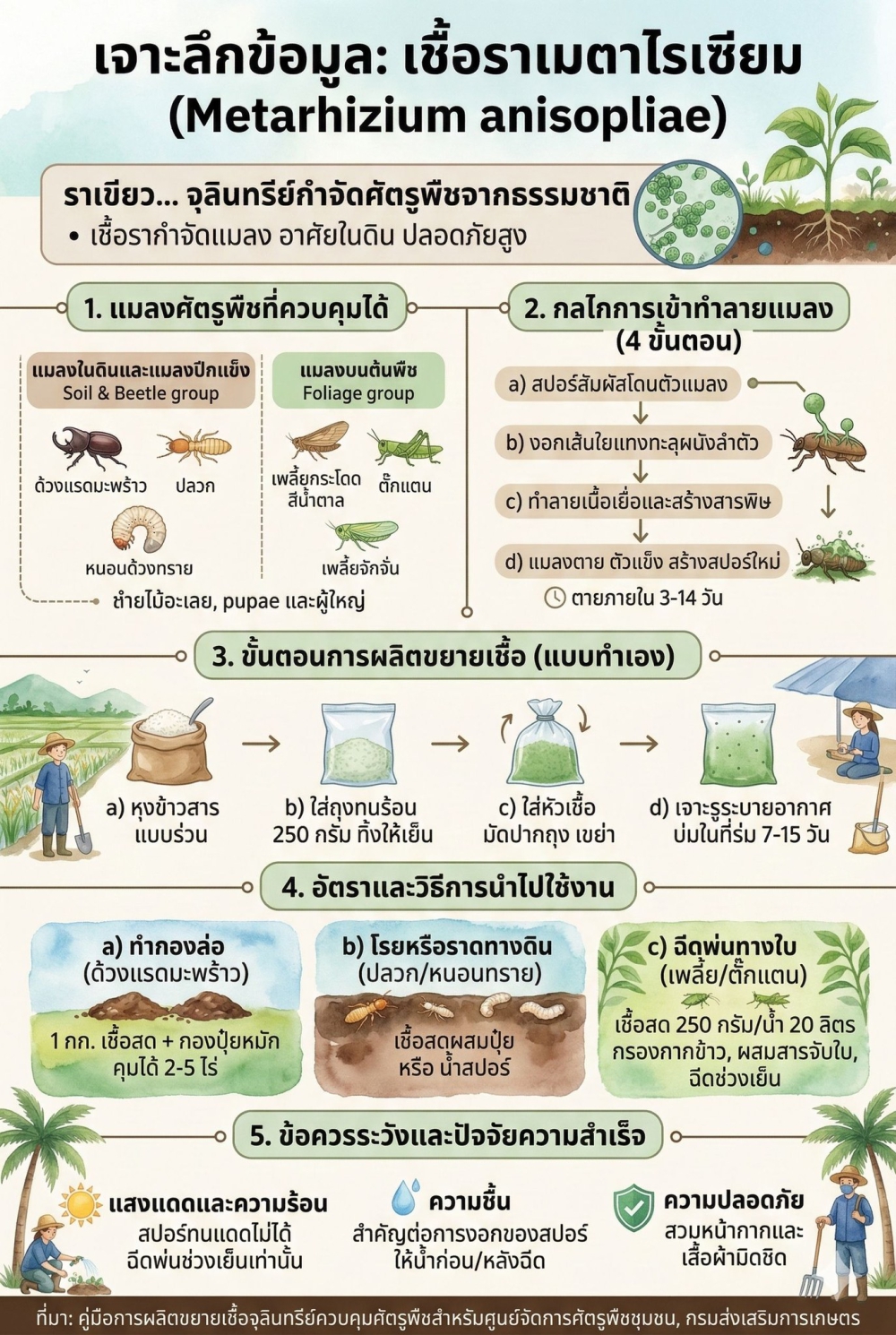 เชื้อราเมตาไรเซียม (Metarhizium anisopliae)