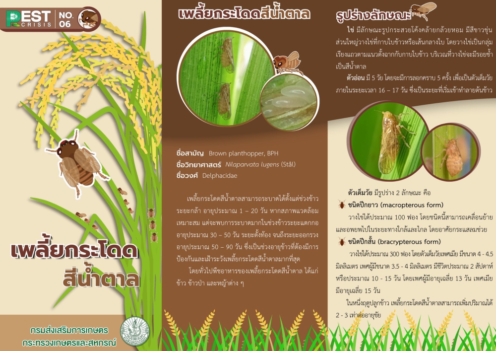 เพลี้ยกระโดดสีน้ำตาล