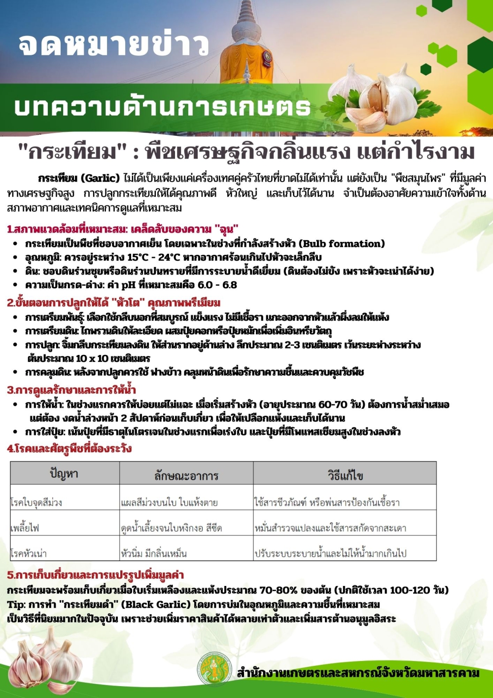 กระเทียม พืชเศรษฐกิจกลิ่นแรง แต่กำไรงาม