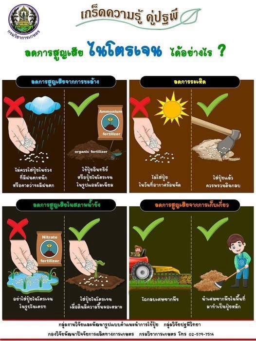 ปุ๋ยแพง ลดการสูญเสีย ไนโตเจน ได้อย่างไร มาดูกัน