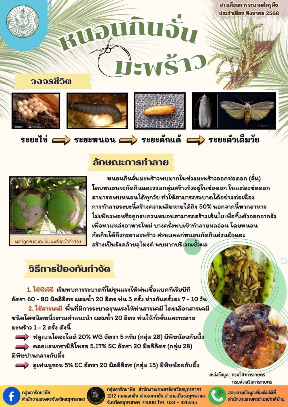 หนอนกินจั่นมะพร้าว