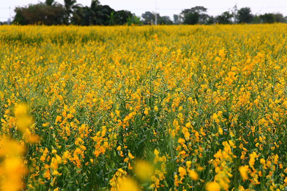 “ปอเทือง”ดอกไม้แห่งความจงรักภักดี