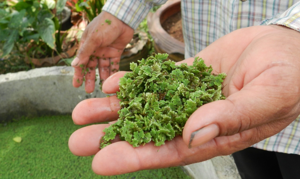 รวมทริกแหนแดงพืชน้ำดูแลง่ายอัดแน่นไปด้วยประโยชน์