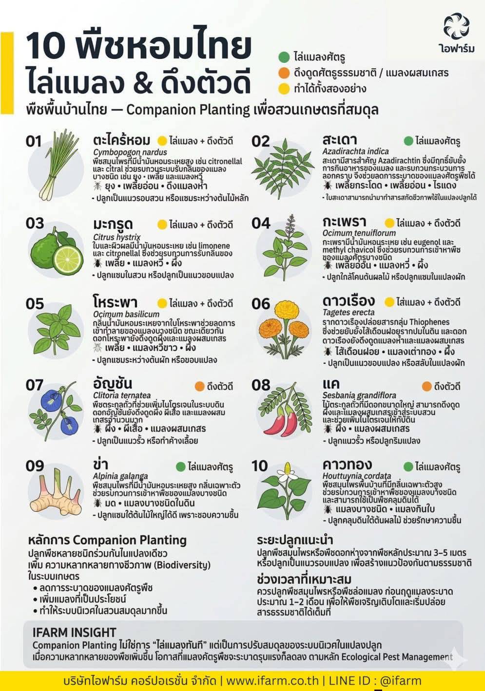 10 พืชหอมไทย ไล่แมลง & ดึงตัวดี