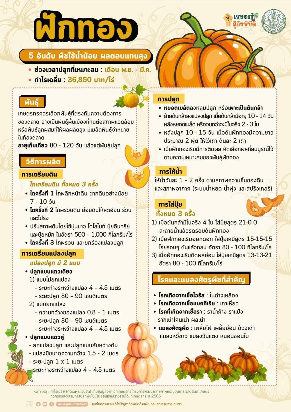 ฟักทอง 5 อันดับพืชใช้น้ำน้อย