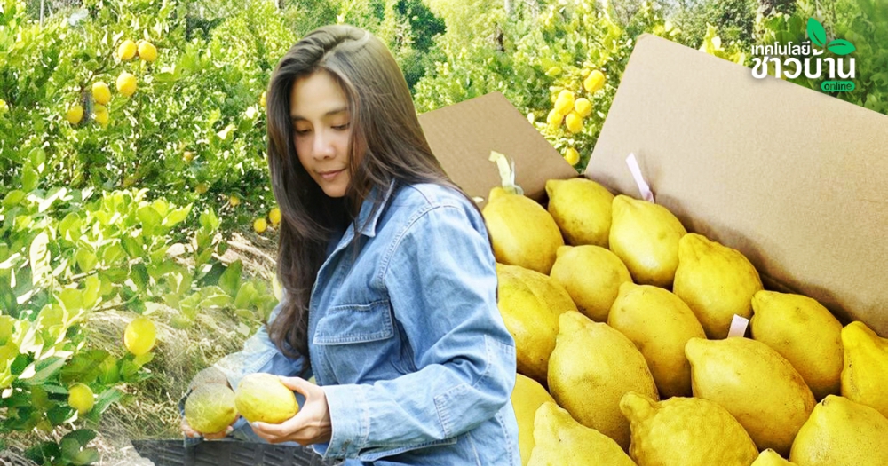 เลม่อน’พืชมีอนาคตปลูกในวงบ่อ