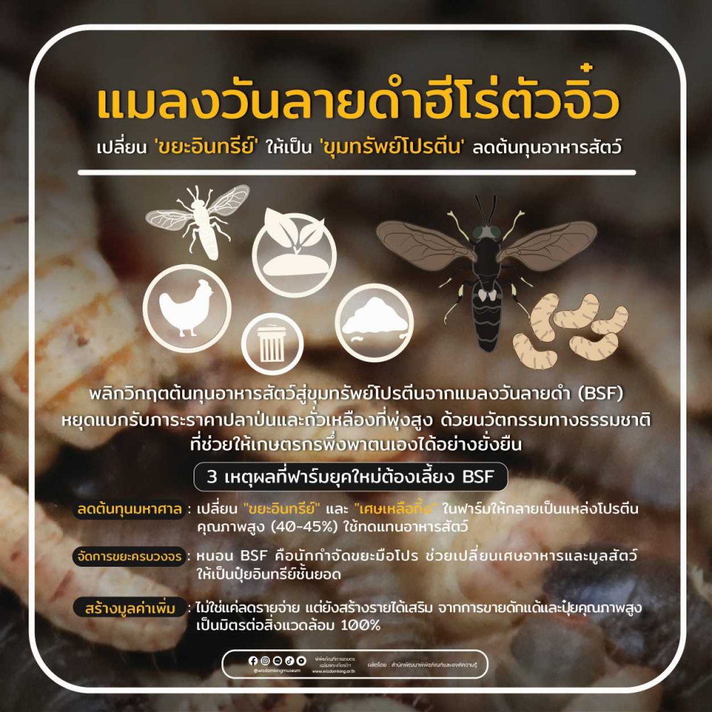 แมลงวันลายดำฮีโร่ตัวจิ๋ว