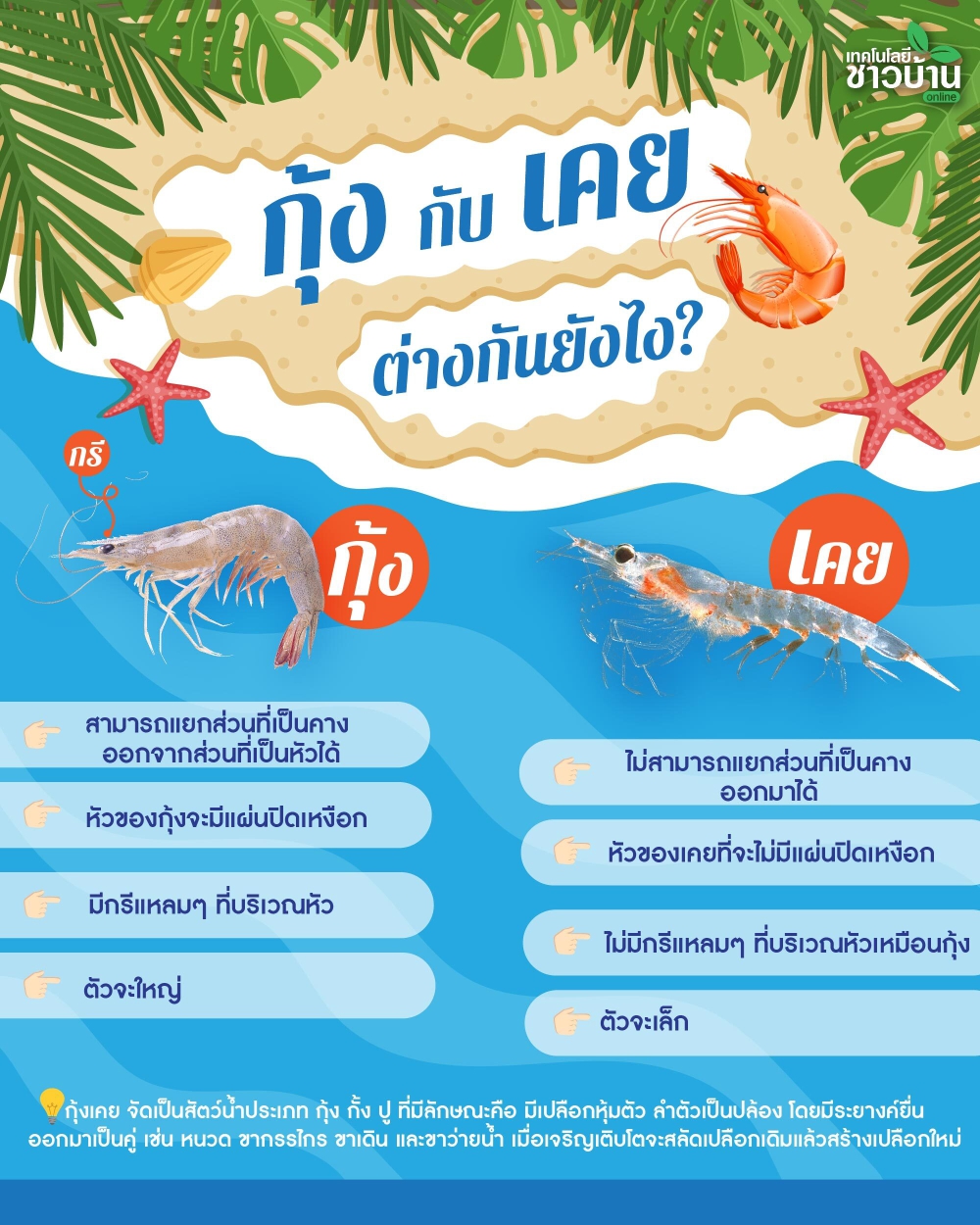แยกให้ออก “กุ้ง กับ เคย” ต่างกันตรงไหน...