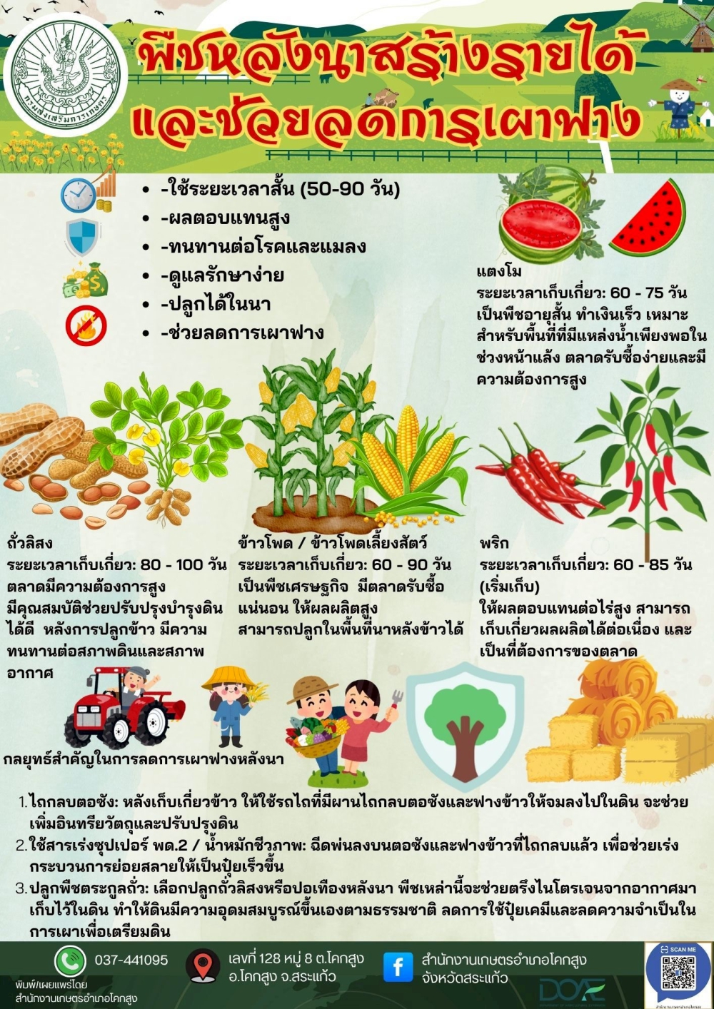 พืชหลังนาสร้างรายได้และช่วยลดการเผาฟาง