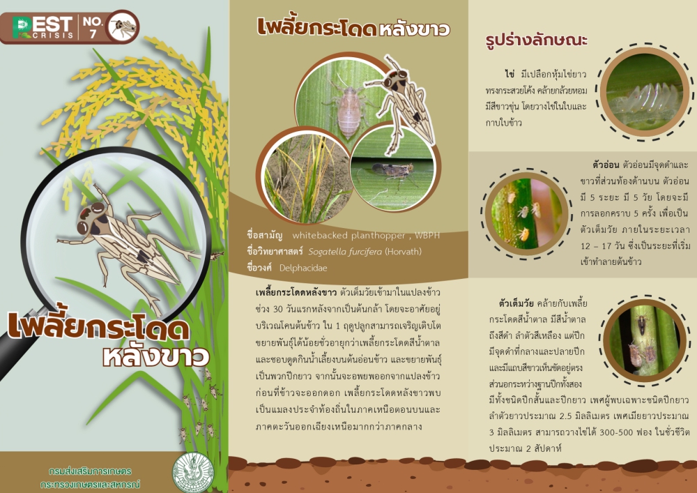 เพลียกระโดดหลังขาว