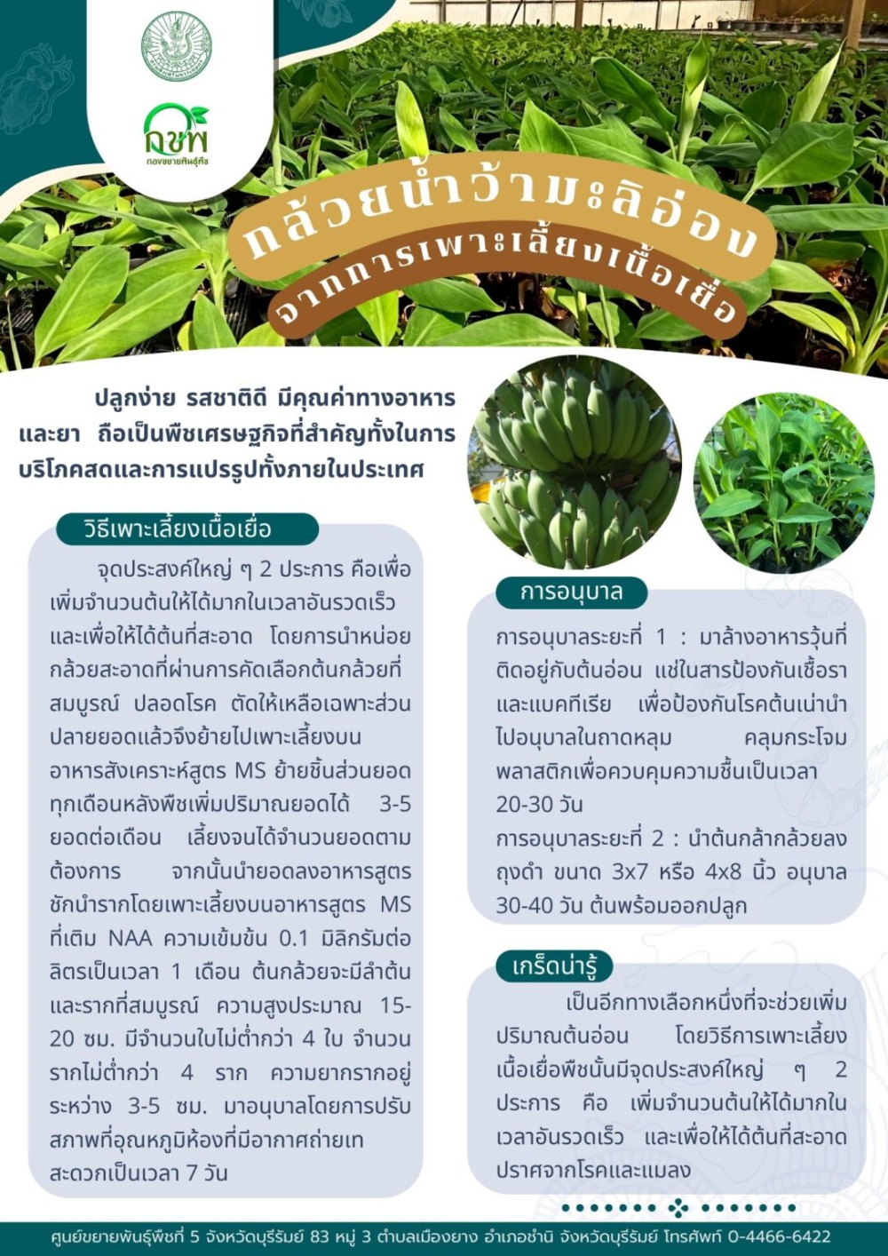 กล้วยน้ำว้ามะลิอ่อง      จากการเพาะเลี้ยงเนื้อเยื่อ