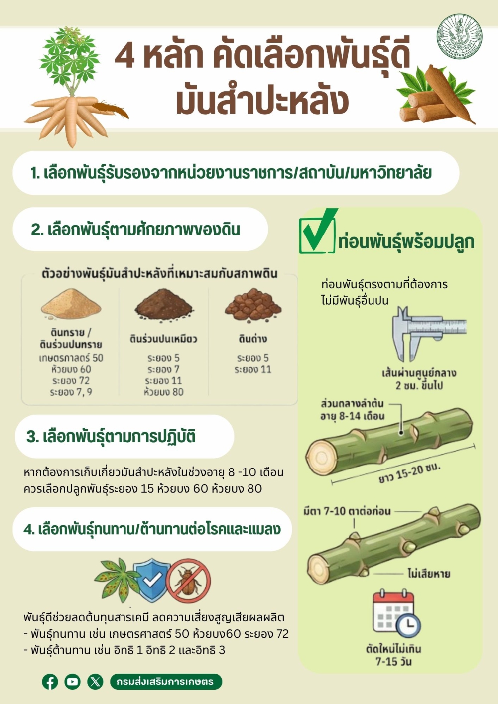 4 หลัก คัดเลือกพันธุ์ดีมันสำปะหลัง