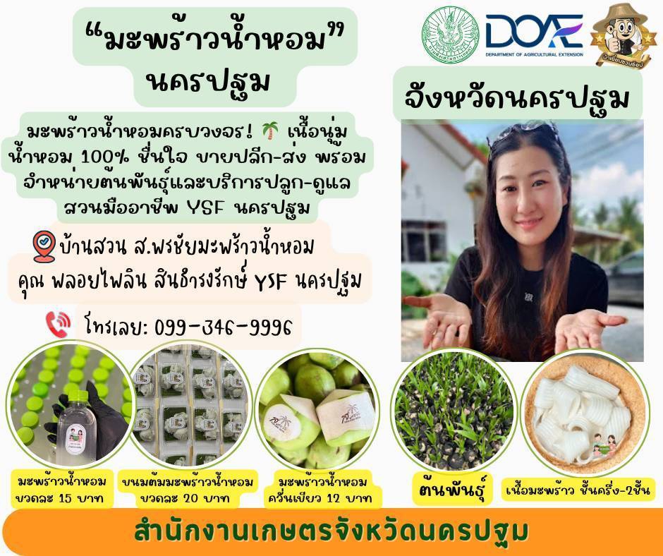 มะพร้าวน้ำหอมนครปฐม