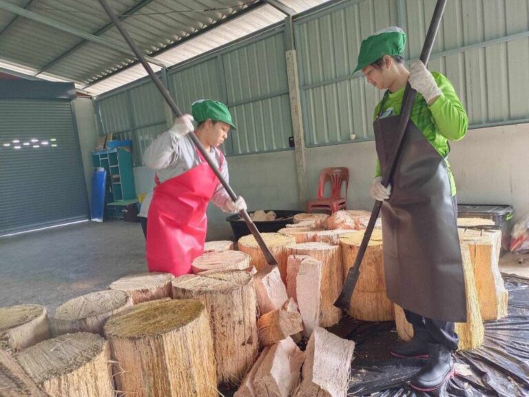 “ต้นสาคู”พืชทำเงินชายแดนใต้