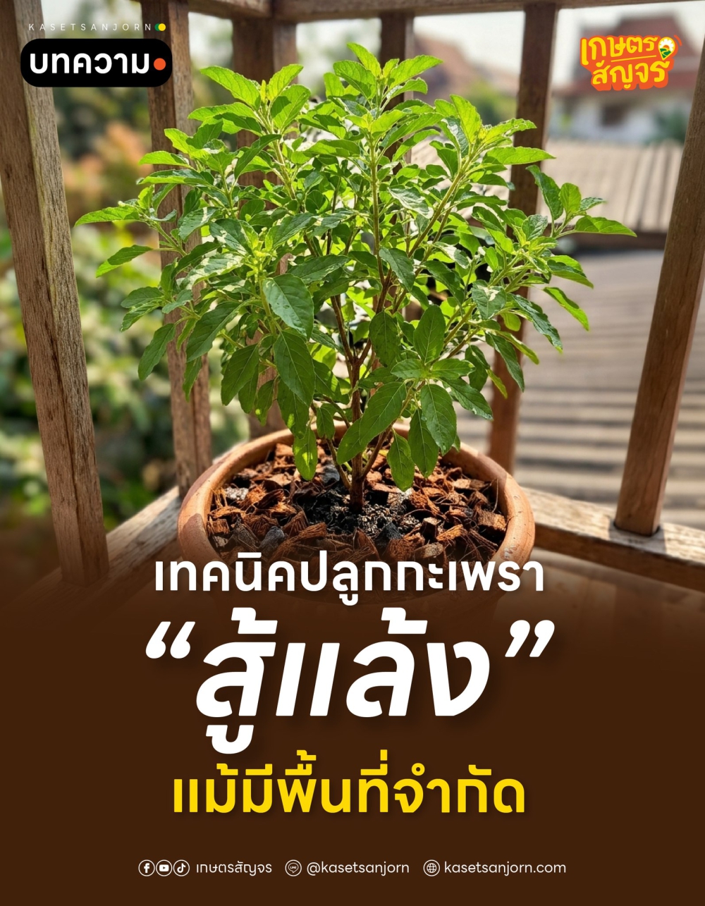 เทคนิคปลูกกะเพราสู้แล้ง แม้มีพื้นที่จำกัด