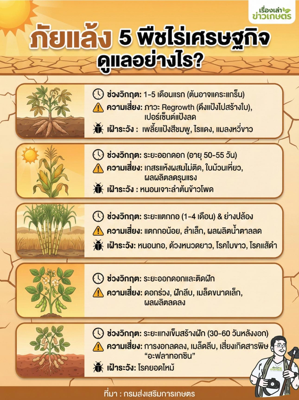 ภัยแล้งมาเยือนเจาะลึกวิธีดูแล5พืชไร่เศรษฐกิจ