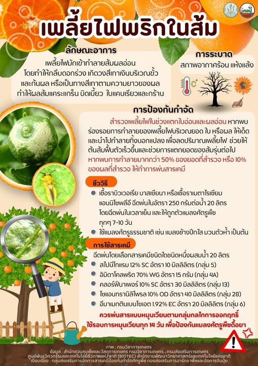 สภาพอากาศร้อน ระวัง เพลี้ยไฟพริกในส้ม