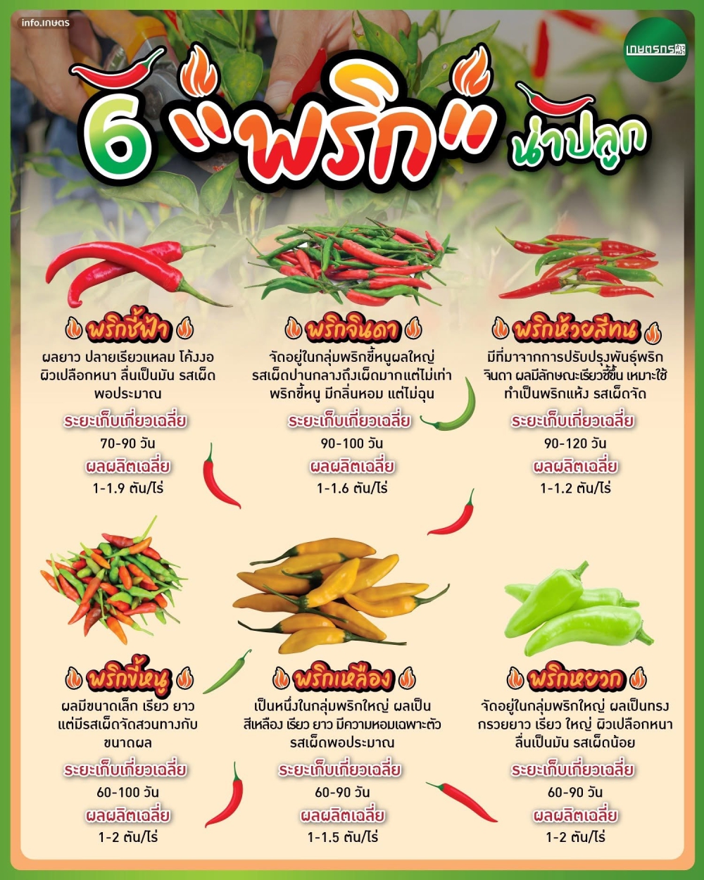6 พริก น่าปลูก สุดยอดวัตถุดิบประจำครัวไทย