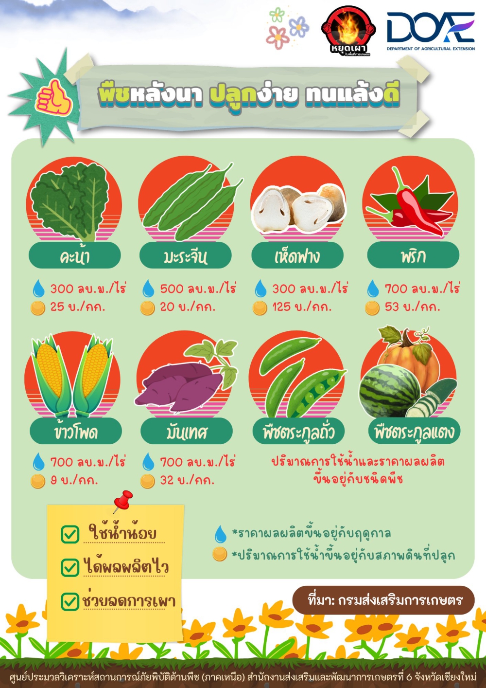 เกษตรแนะนำ พืชหลังนา ปลูกง่าย ทนแล้งดี