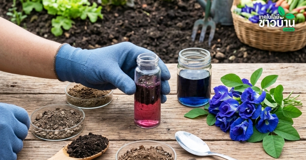 เช็กดินง่ายๆด้วยดอกอัญชันเทคนิคพื้นบ้าน